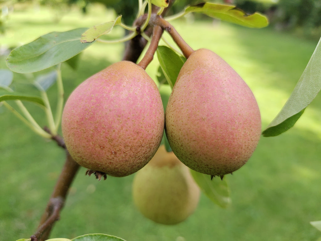 Pear 'Hessle' – Pear - Dessert - bareroot tree