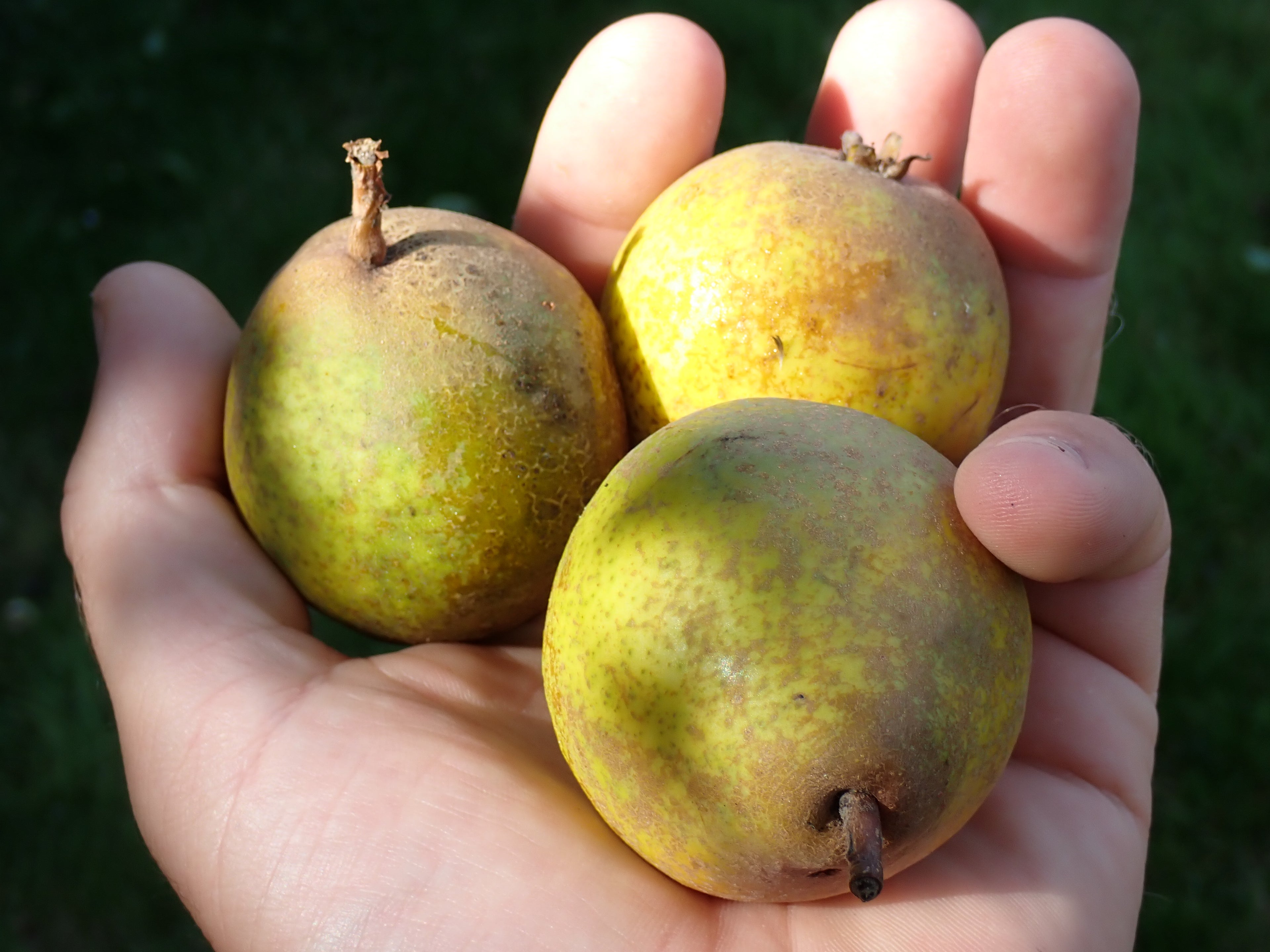 Pear 'Lindores'