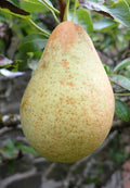 Pear 'Louise Bonne of Jersey'