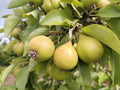 Pear 'Maggie Duncan' – Pear - Dessert - bareroot tree