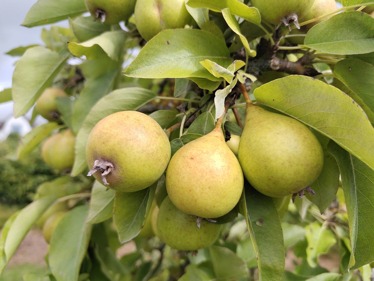 Pear 'Maggie Duncan' – Pear - Dessert - bareroot tree
