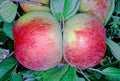 Apple 'Peasgood Nonesuch'