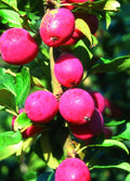 Malus 'Pink Glow'