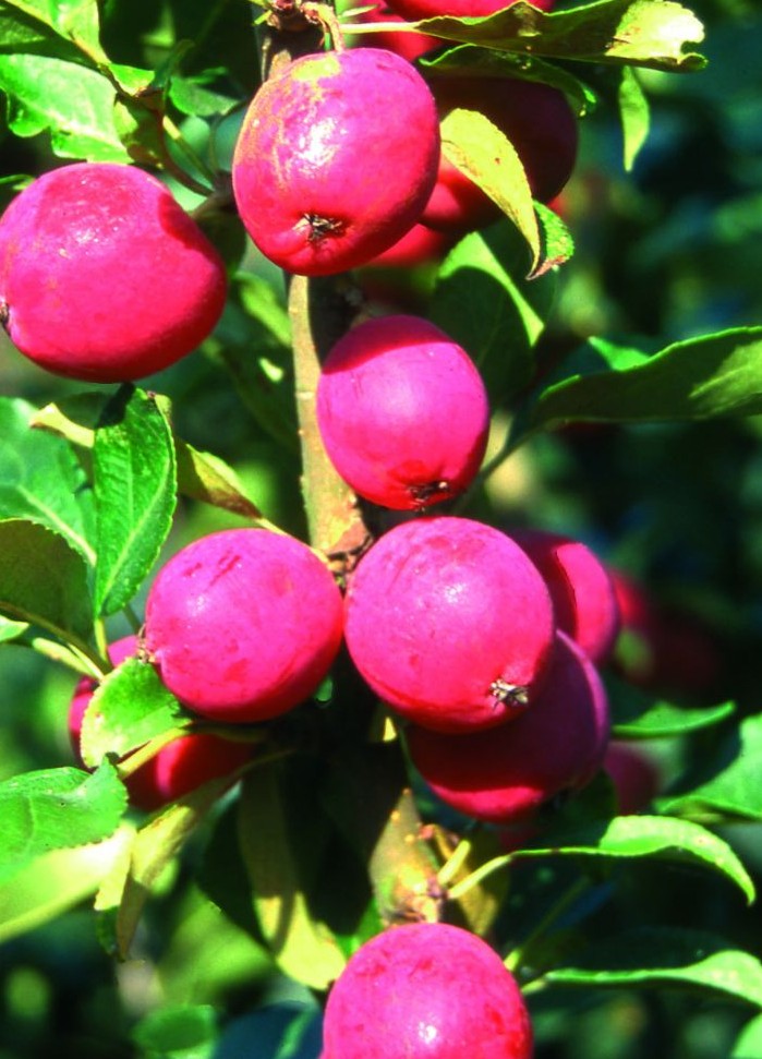 Malus 'Pink Glow'