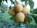 Apple 'Pitmaston Pineapple'