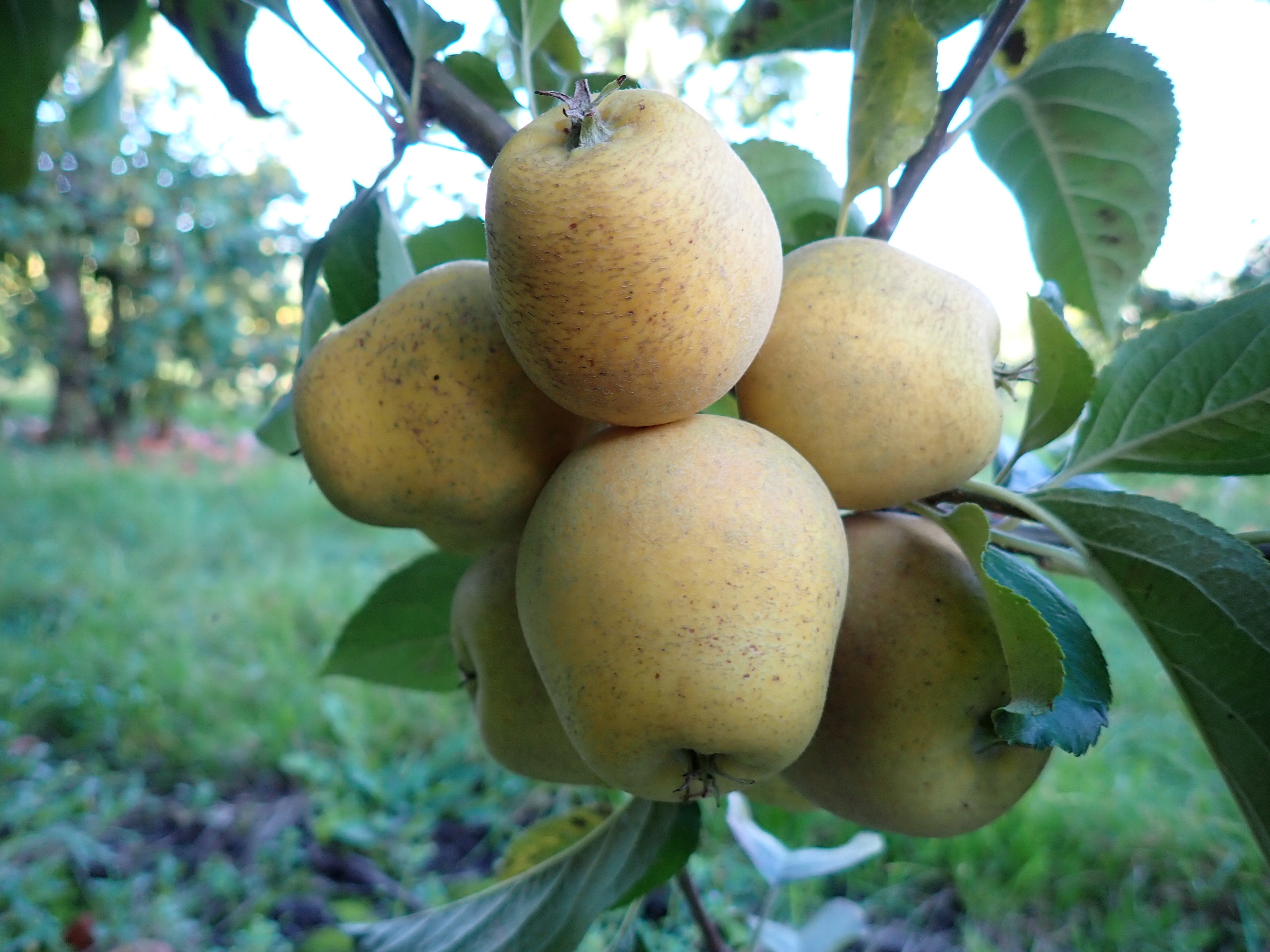 Apple 'Pitmaston Pineapple'