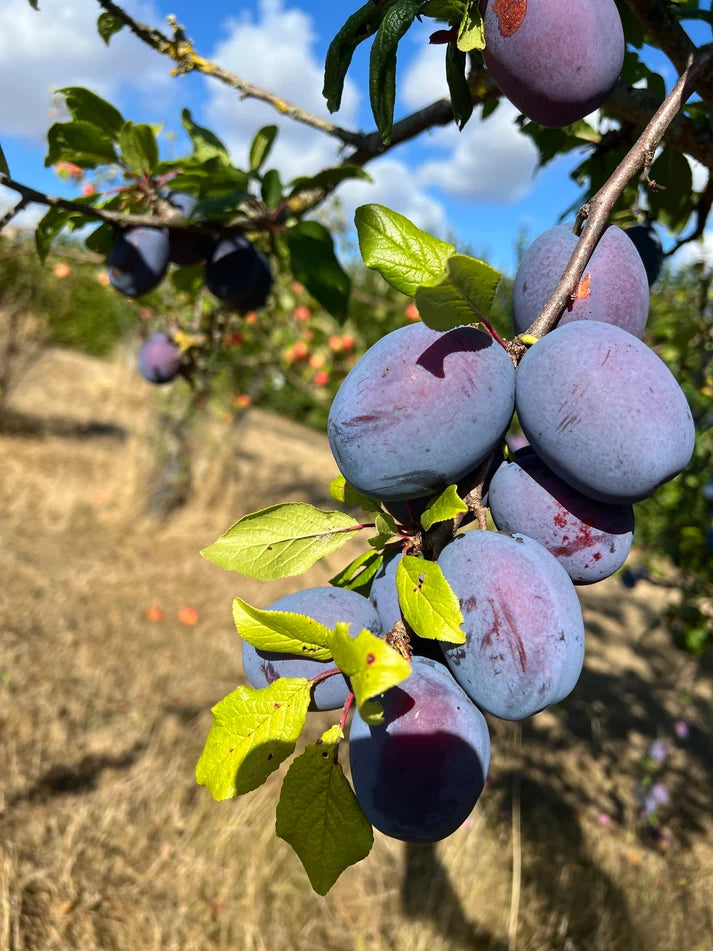Plum 'Burnet' (St Julian A)