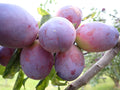 Plum 'Opal'