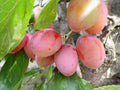 Plum 'Victoria'