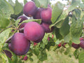 Plum 'Jubilee' – Plum - Dual Purpose - bareroot tree