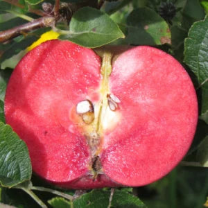 Apple 'Pendragon' – Apple - Dessert - bareroot tree