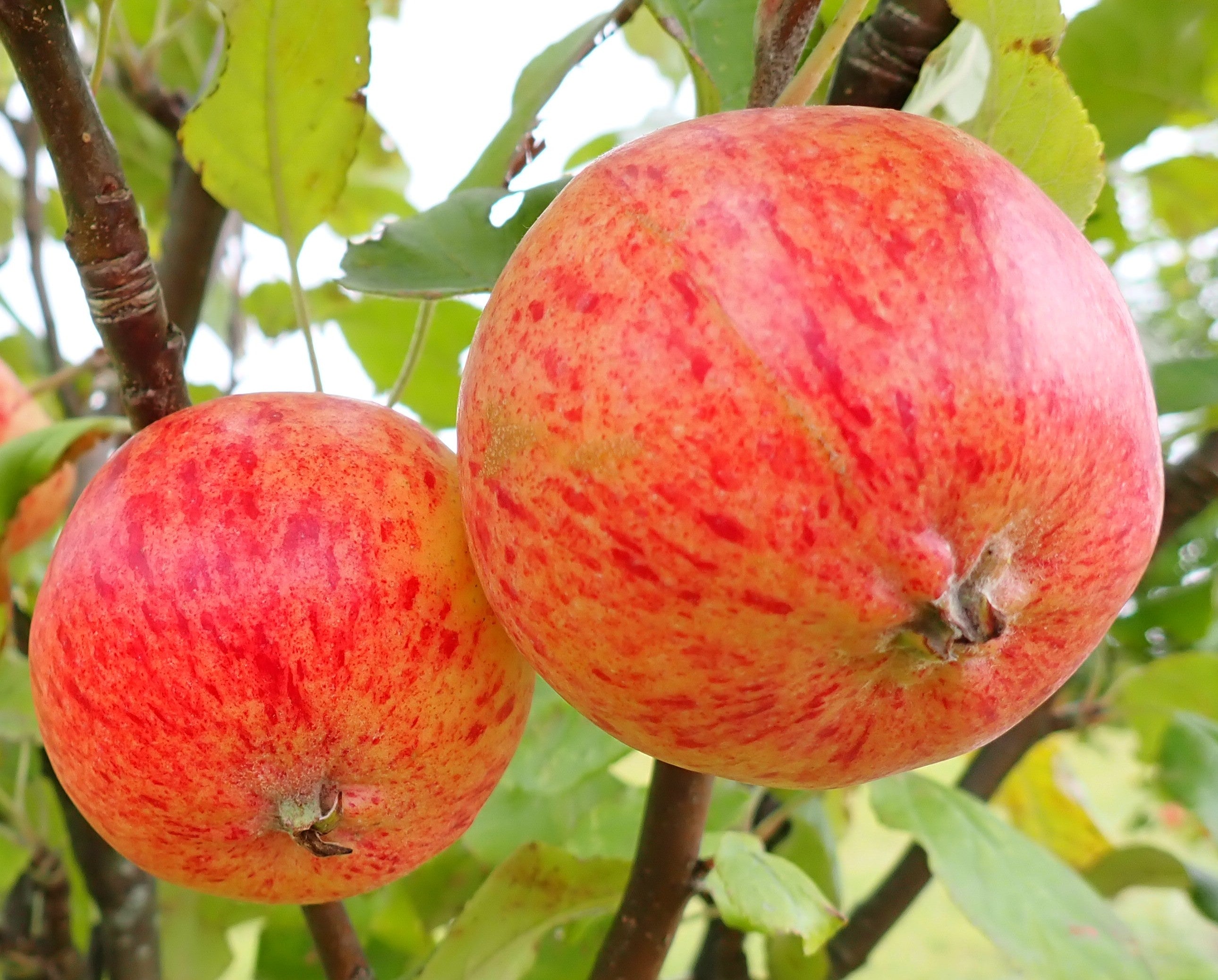 Cider Apple 'Porters Perfection'