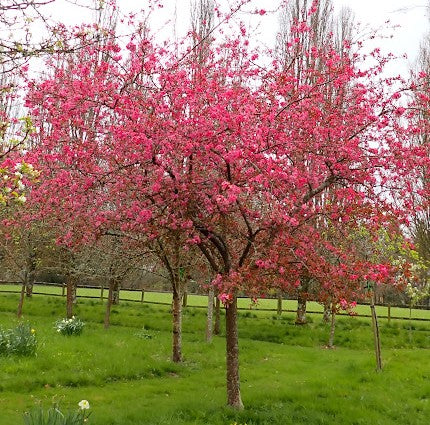 Malus 'Princeton Cardinal'