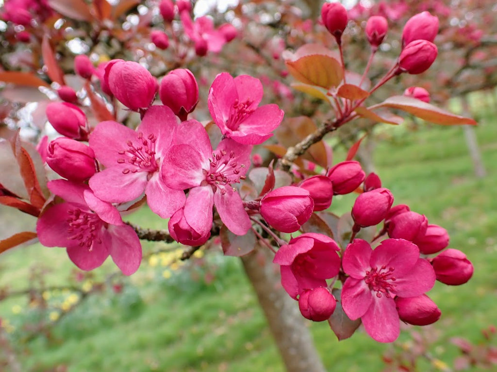 Malus 'Princeton Cardinal'