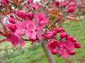 Malus 'Princeton Cardinal'