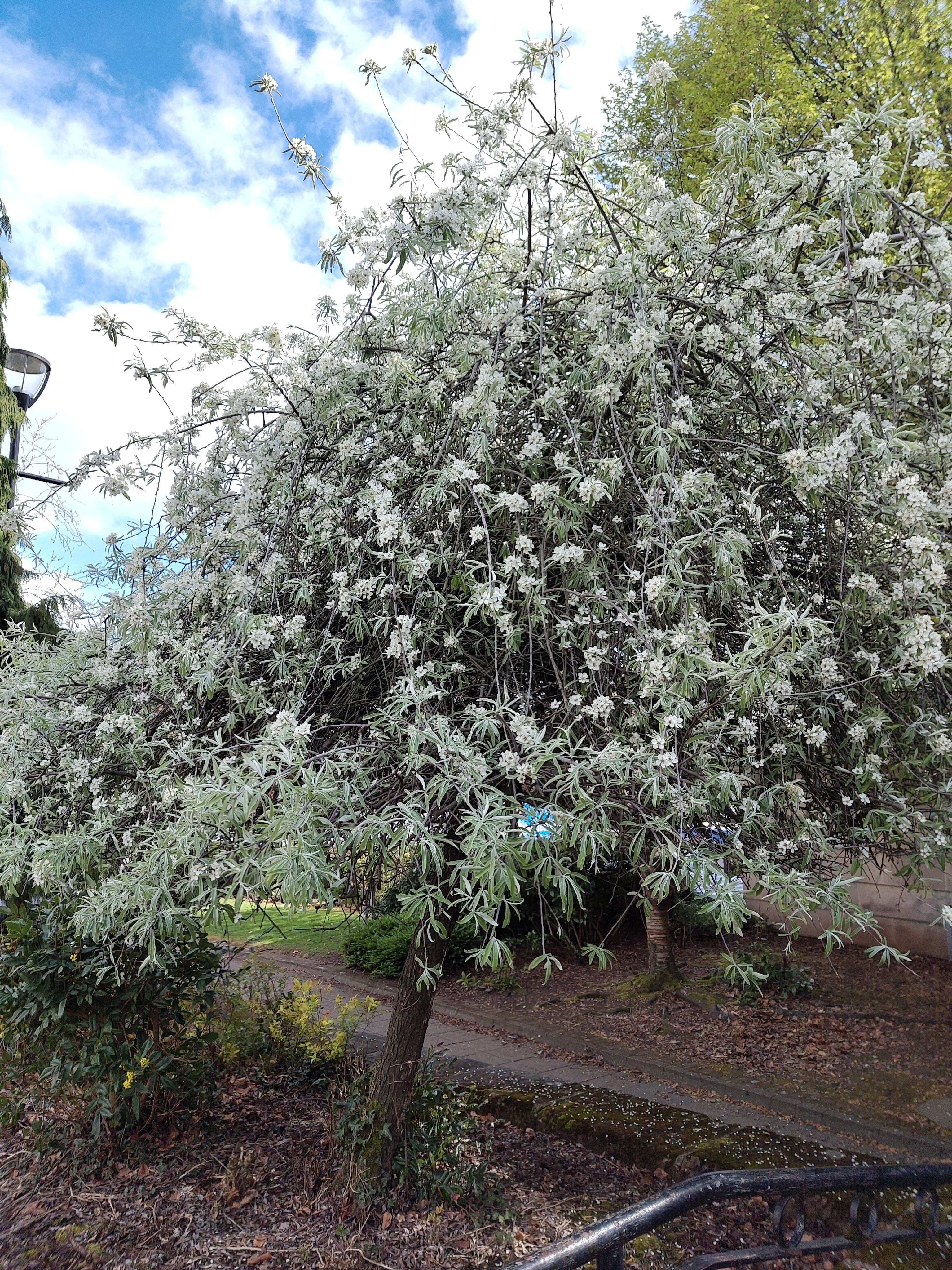 Pyrus salicifolia 'Pendula'