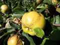 Quince 'Serbian Gold'