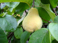 Quince 'Vranja'