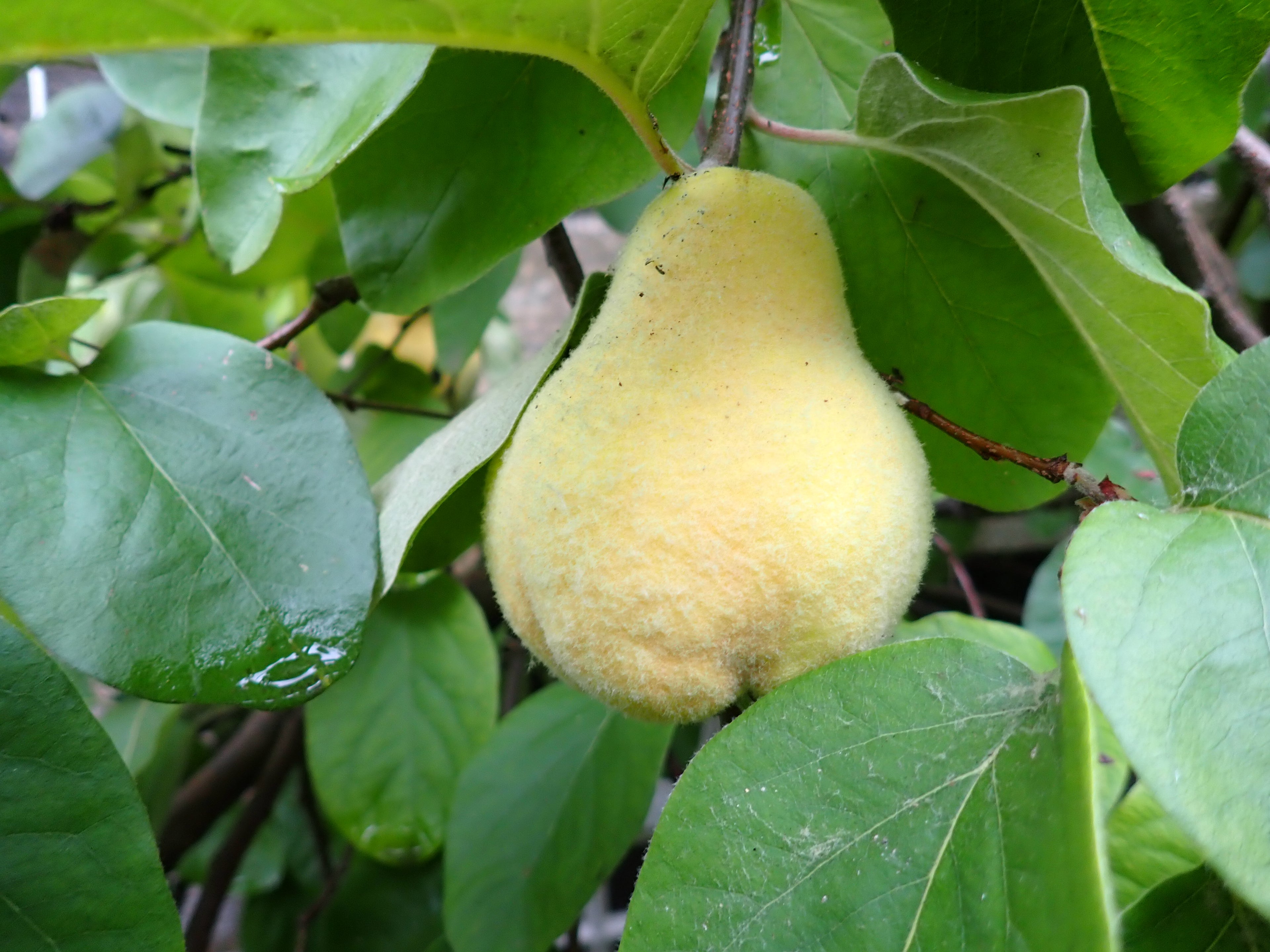 Quince 'Vranja'