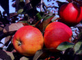 Apple 'Rajka'