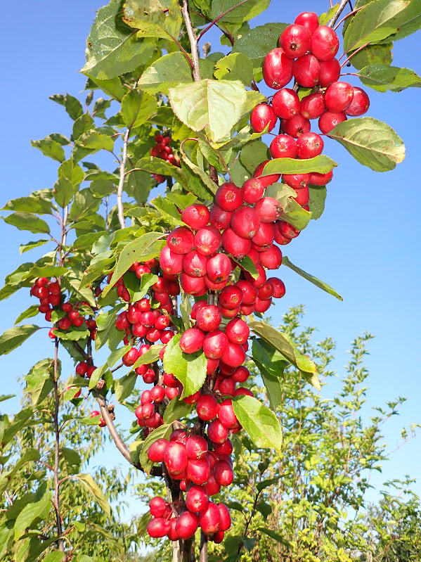 Malus 'Red Obelisk'