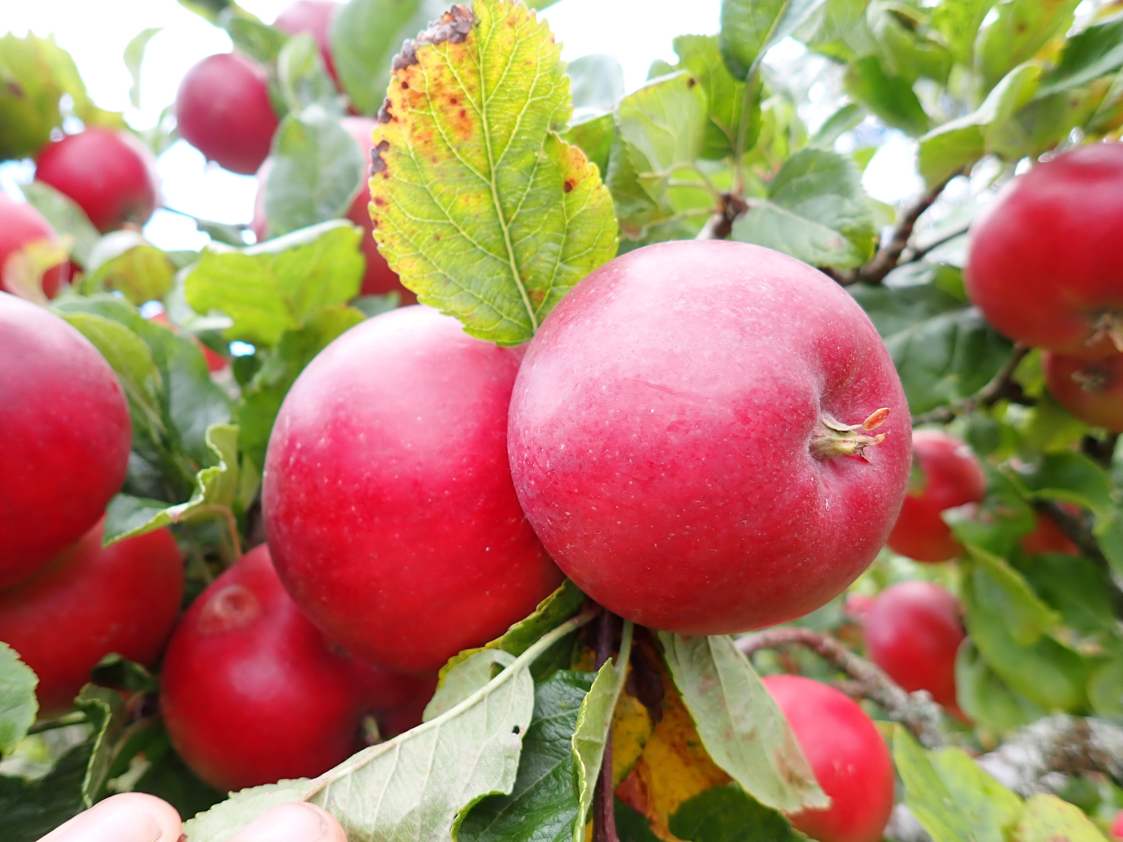 Apple 'Red Devil'
