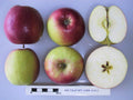 Apple 'Red Falstaff'