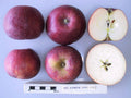 Apple 'Red Windsor'
