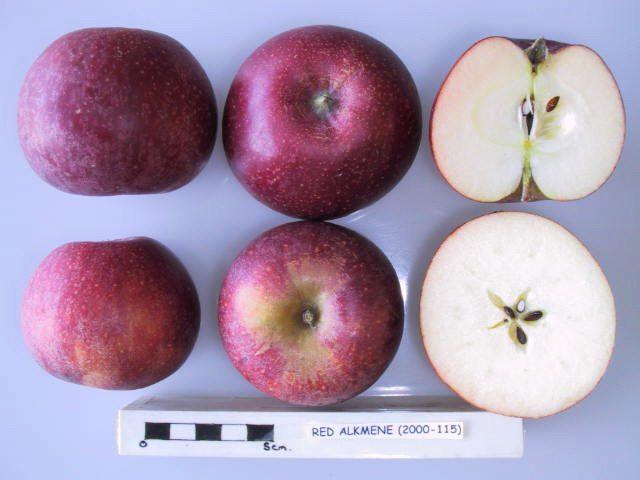 Apple 'Red Windsor'
