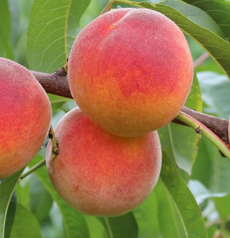 Peach 'Red Haven''