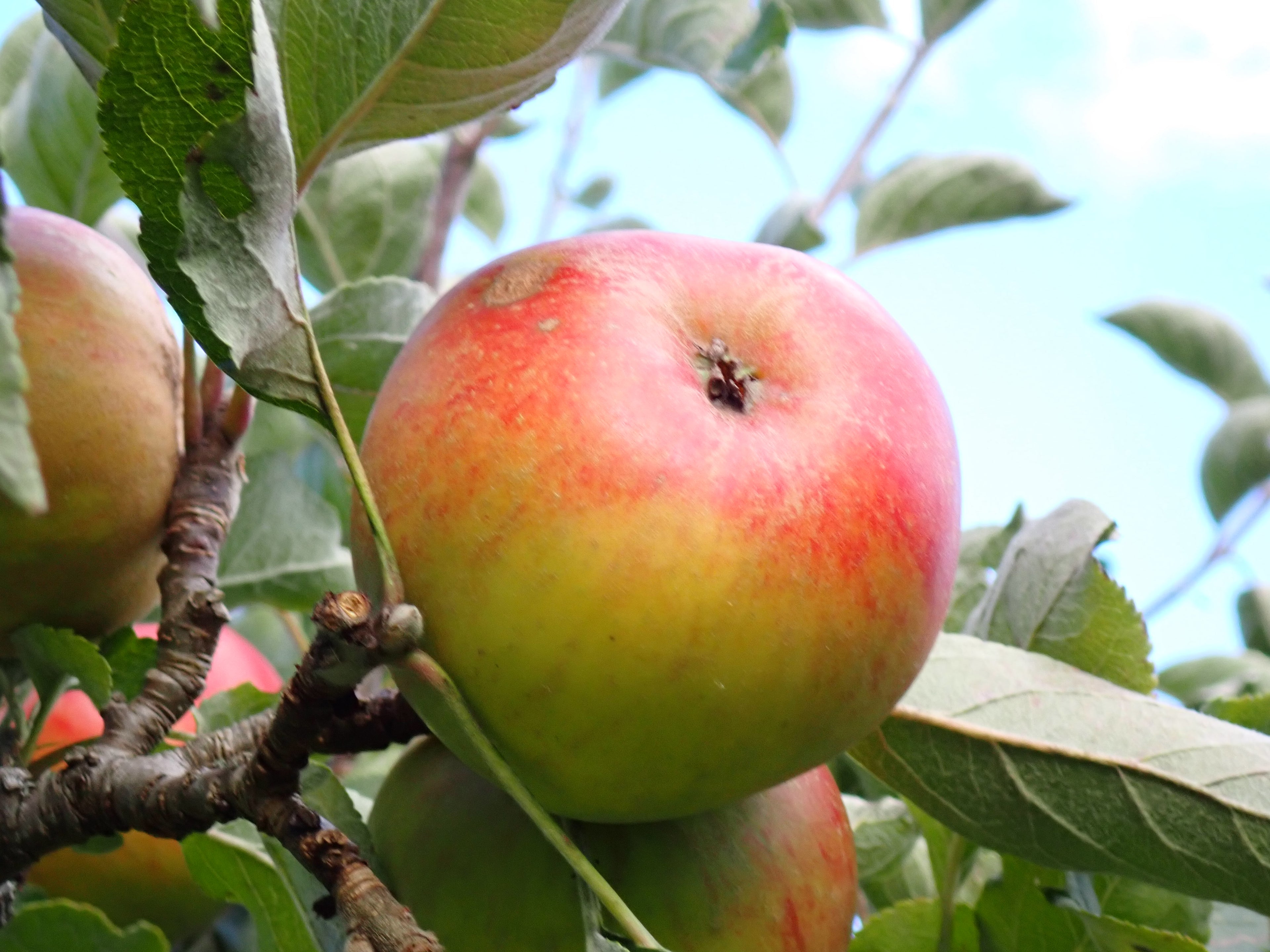 Apple 'Ribston Pippin'