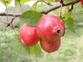 Malus 'Rosehip'