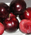 Plum 'Satsuma'
