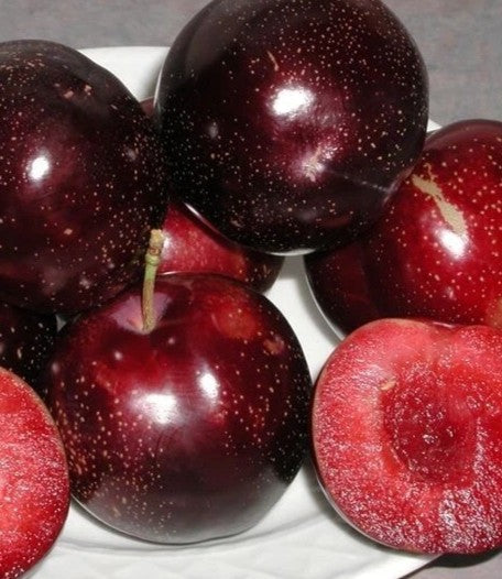 Plum 'Satsuma'
