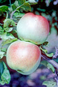 Apple 'Scotch Dumpling'