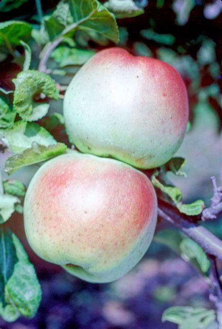 Apple 'Scotch Dumpling'