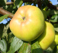 Apple 'Scots Bridget'