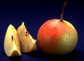 Pear 'Shipova'