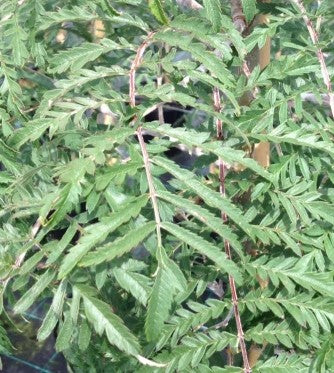 Sorbus 'Chinese Lace'