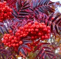 Sorbus 'Olympic Flame'