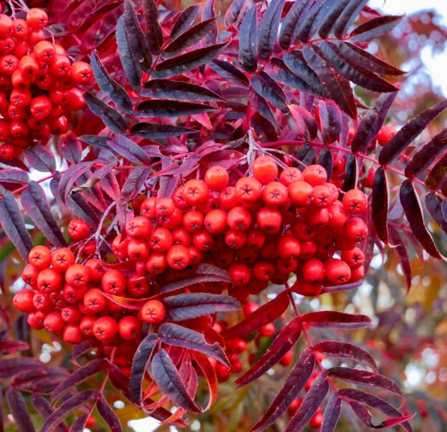 Sorbus 'Olympic Flame'