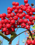 Sorbus 'Cardinal Royal'