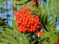 Sorbus 'Sheerwater'