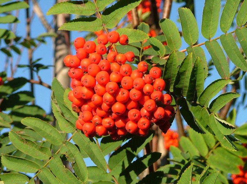 Sorbus 'Sheerwater'