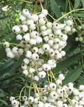 Sorbus 'White Wax'