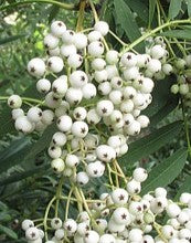 Sorbus 'White Wax'