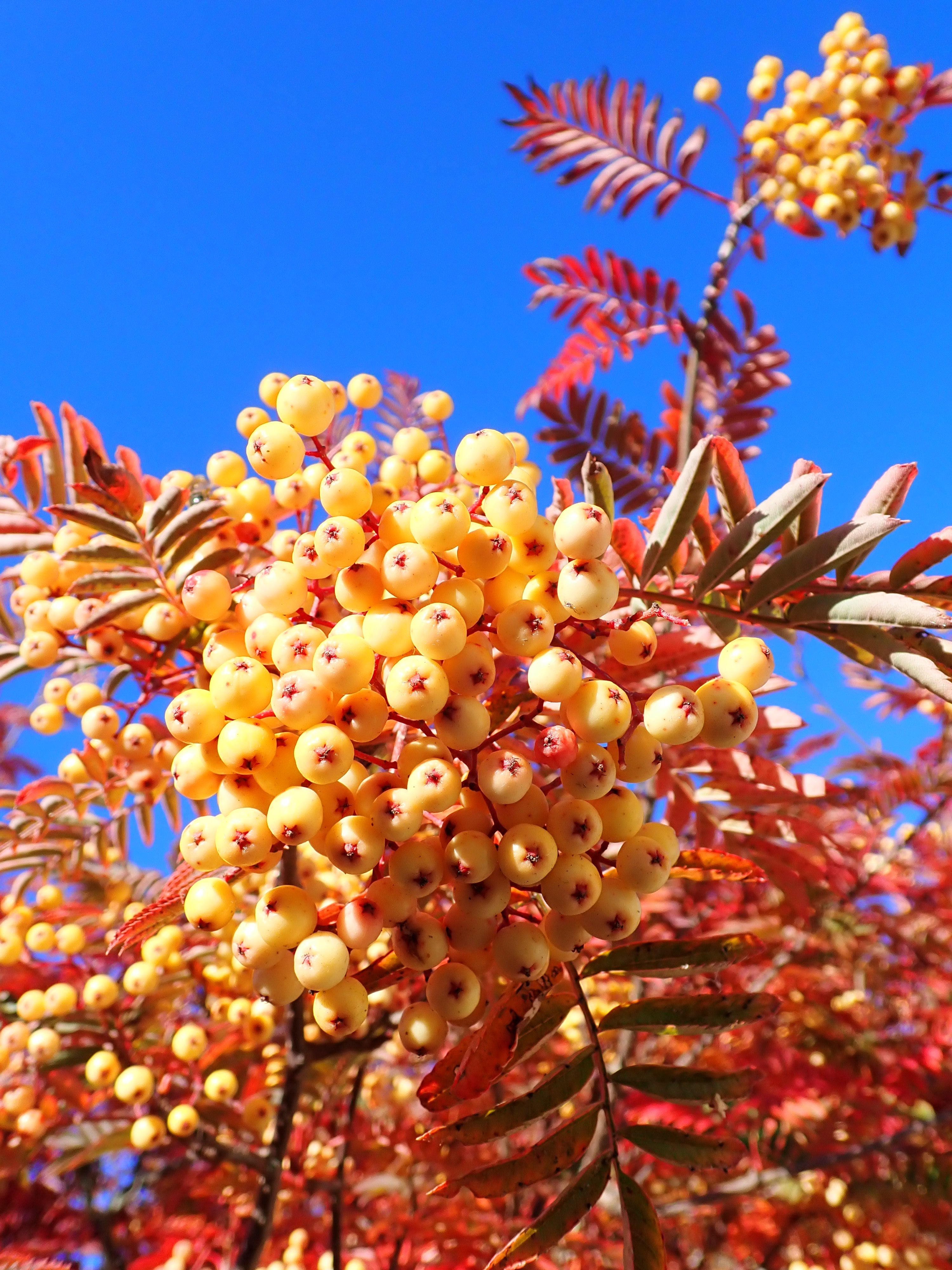 Sorbus 'Joseph Rock'