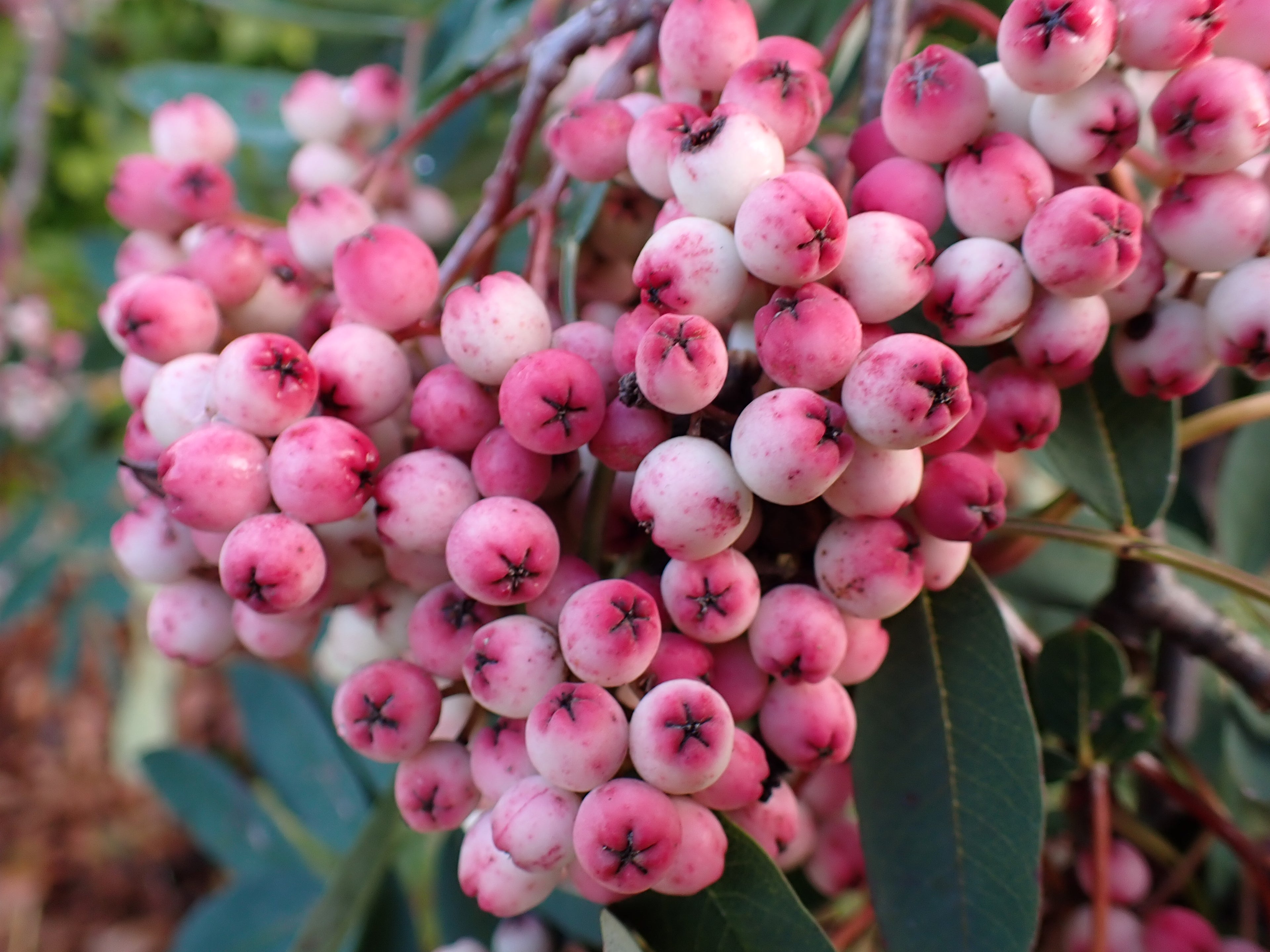 Sorbus 'Pink Pagoda'