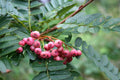Sorbus vilmorinii