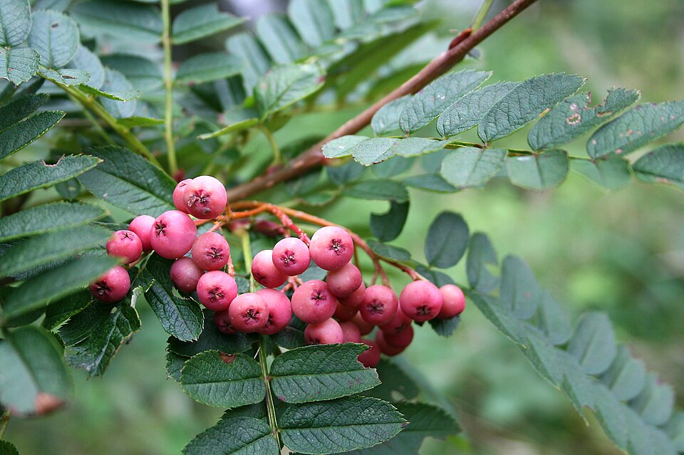 Sorbus vilmorinii